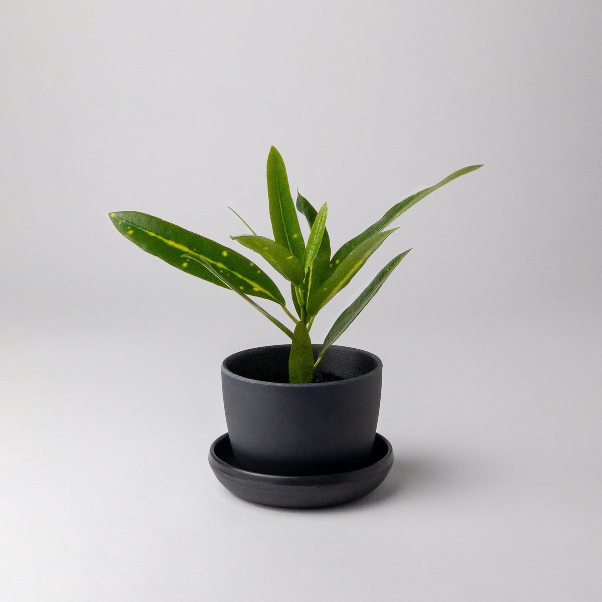 small black plant pots indoor Black Mini Planter & Saucer