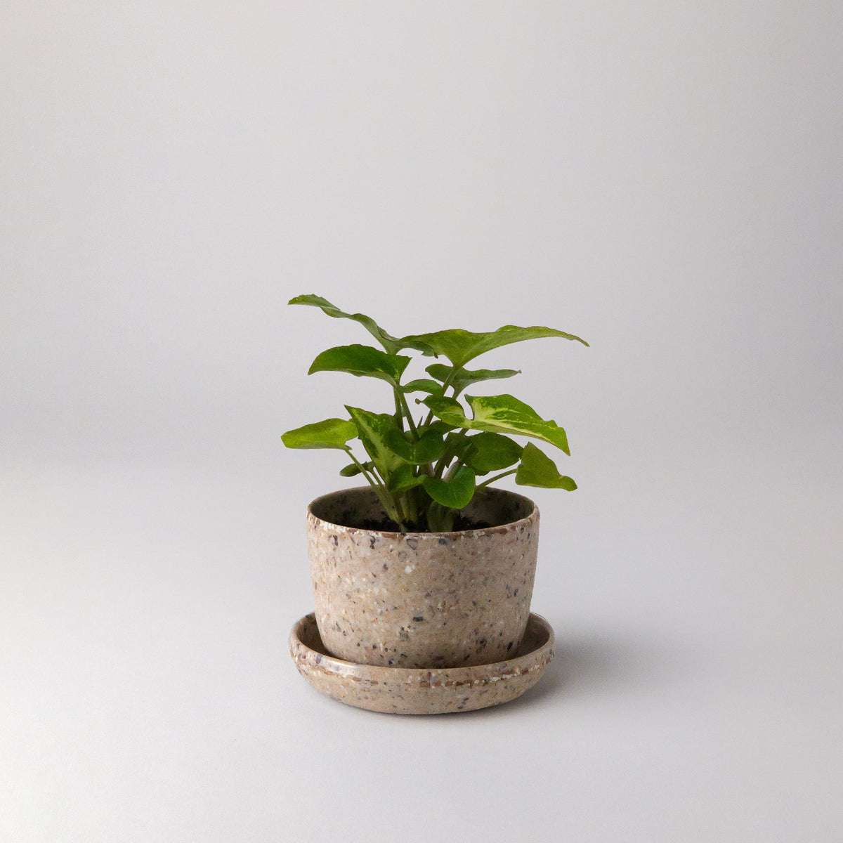 bean pot planter Coffee Bean Husk Mini Planter