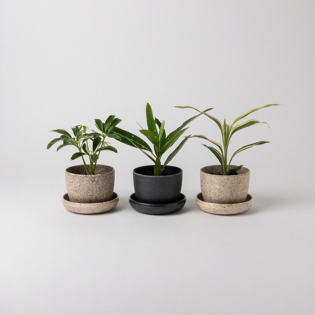 small plants in pots Three Set