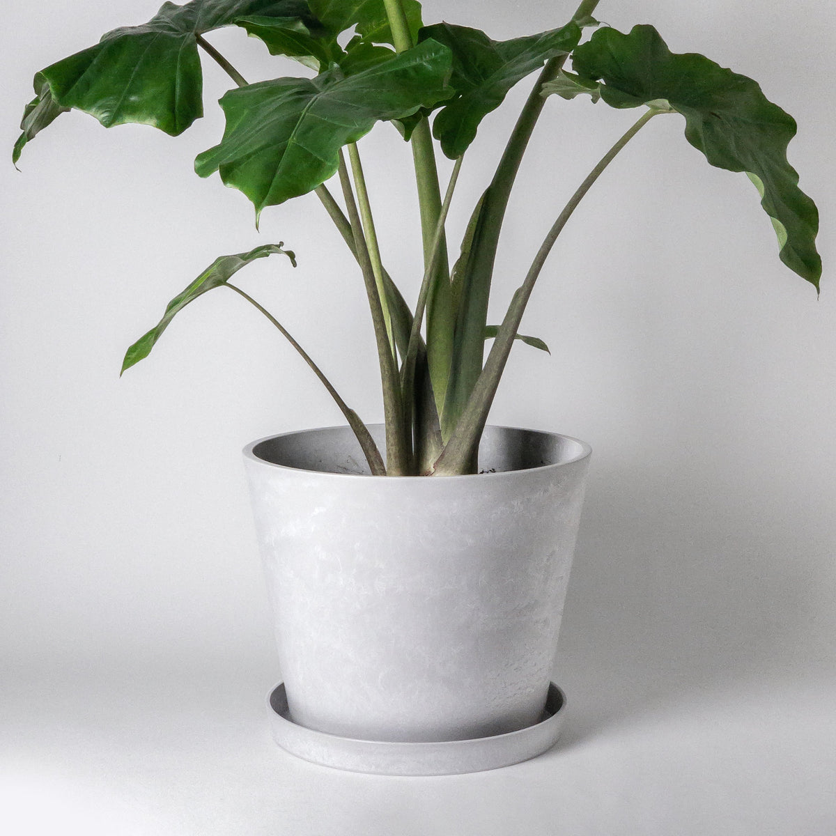 15 plant pot 15” Tapered Signature Planter
