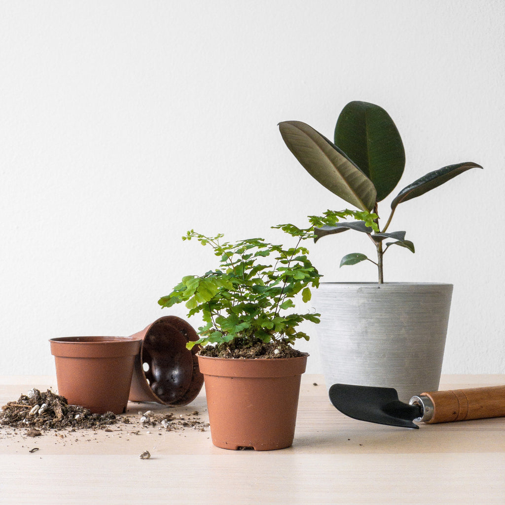 Are You Choosing the Right Containers for Houseplants?