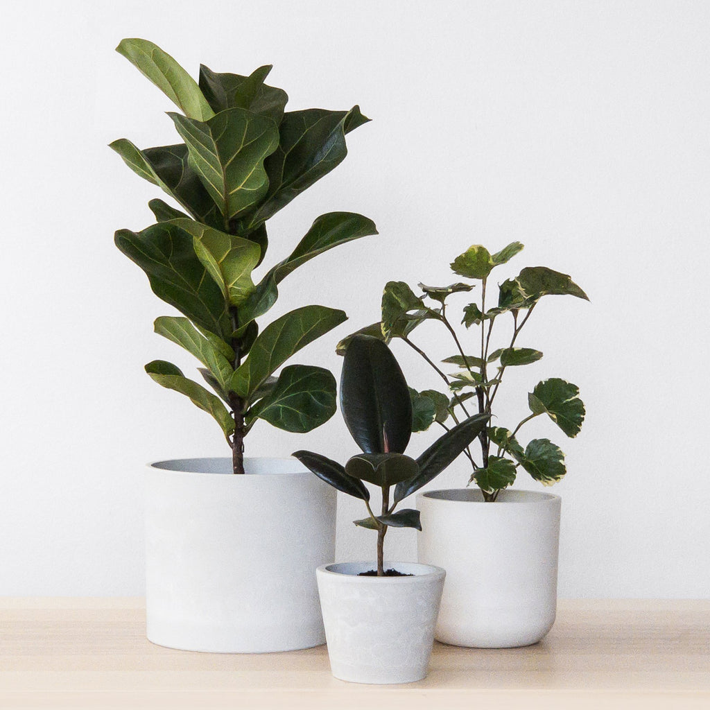 Minimal Care Indoor Plants For Beginners