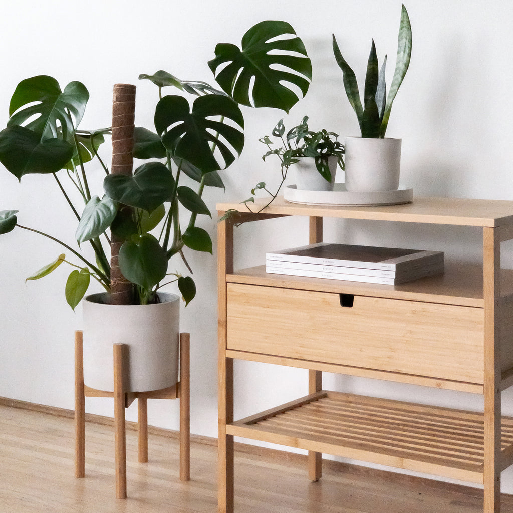5 Things to Consider When Styling a New Houseplant