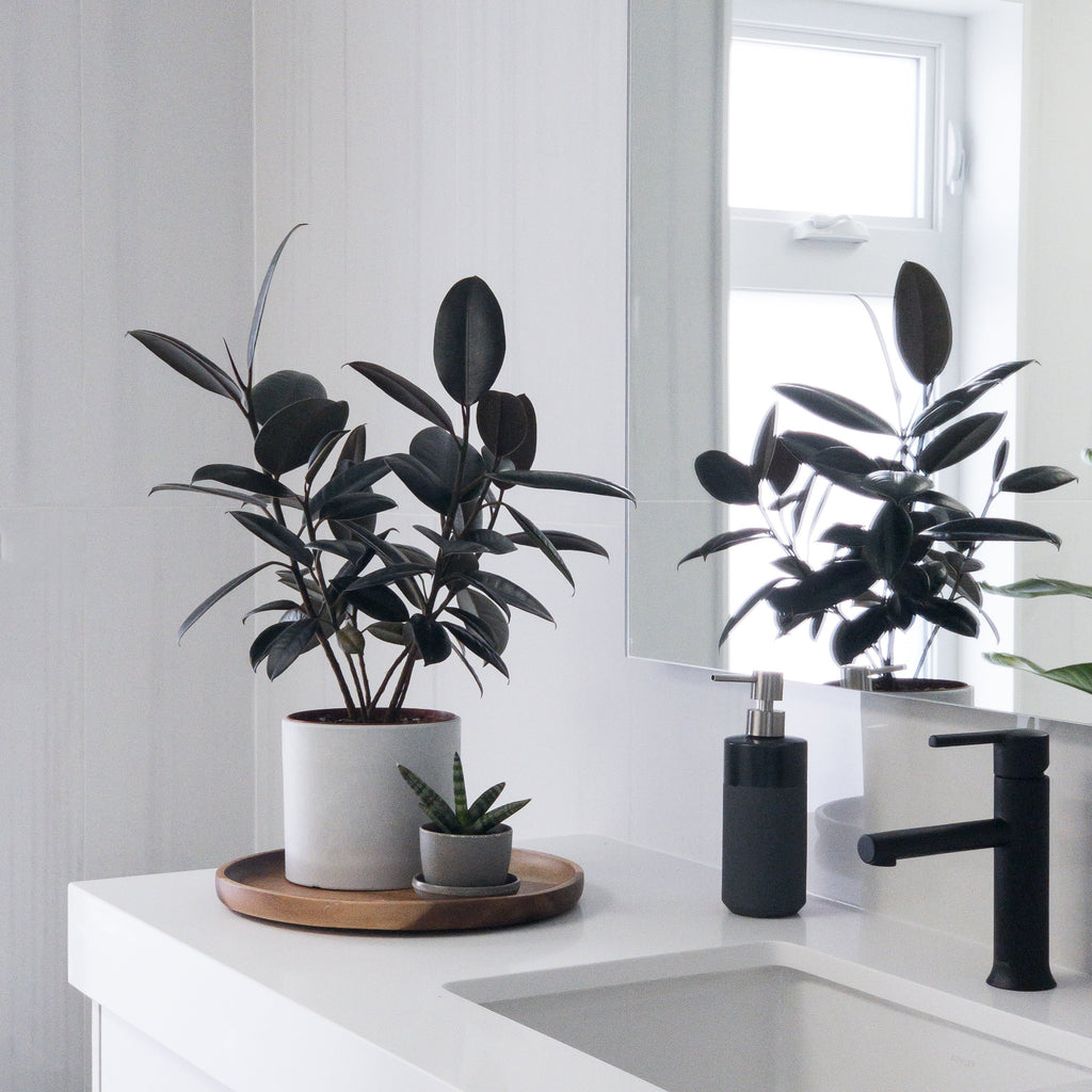rubber-plant-brown-tray