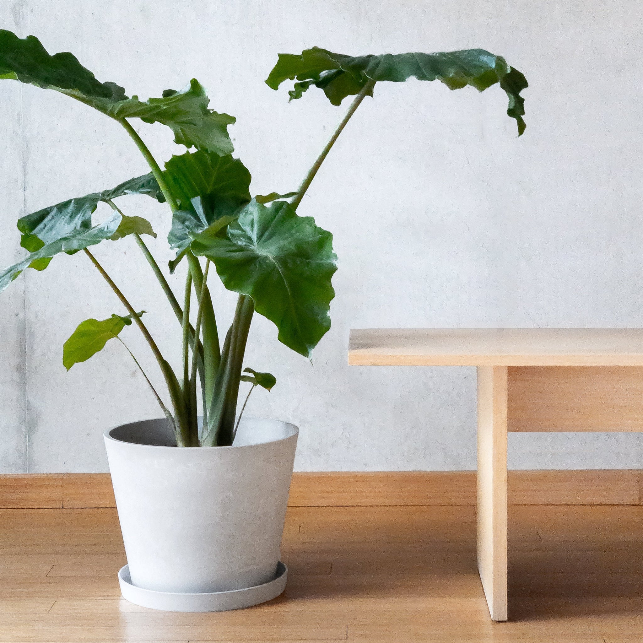 15 inch plant pot 15” Tapered Signature Planter