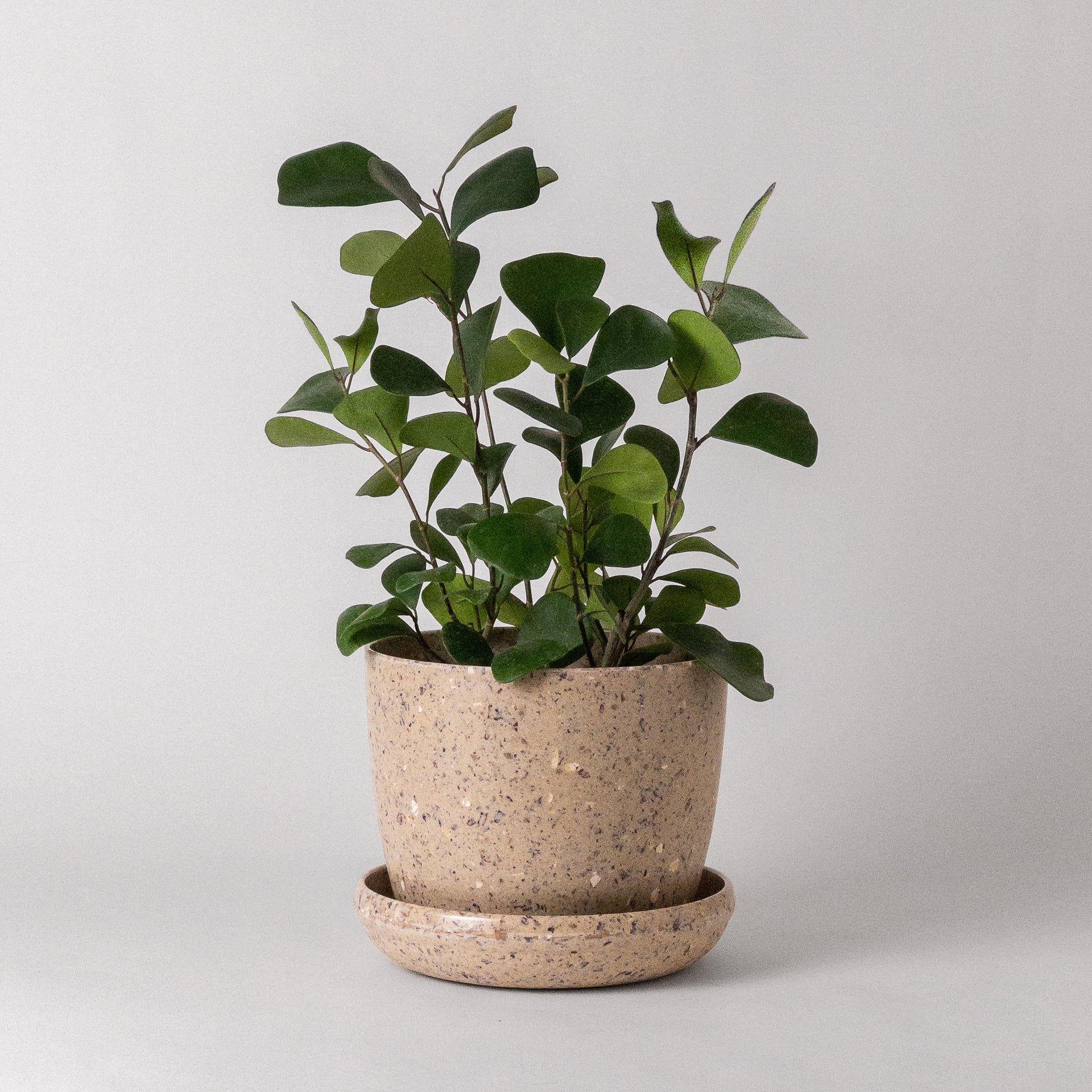 bean pot planter 7" Coffee Bean Planter