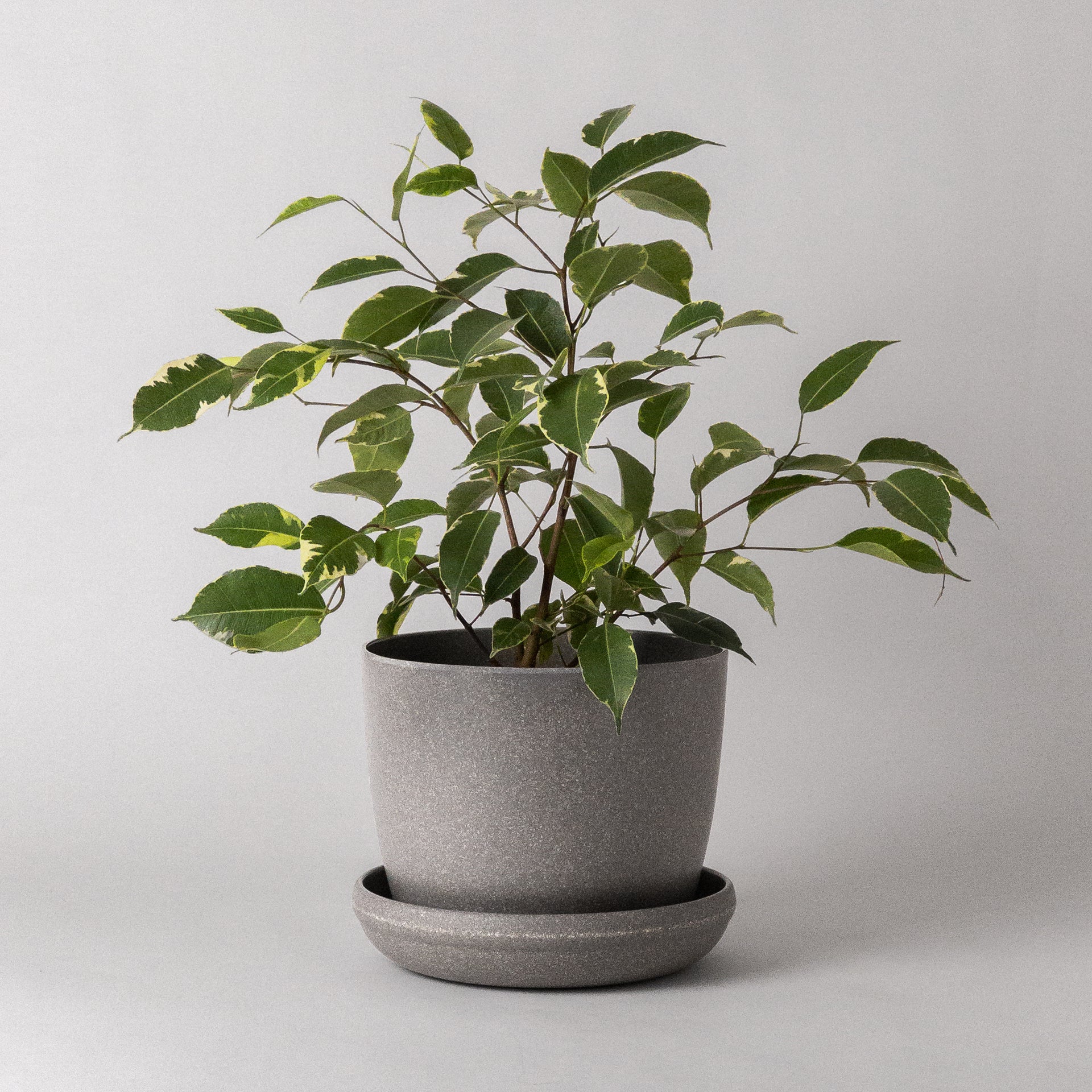 7 inch pot for plant 7" Wheat Husk Planter Pot – Kanso Designs