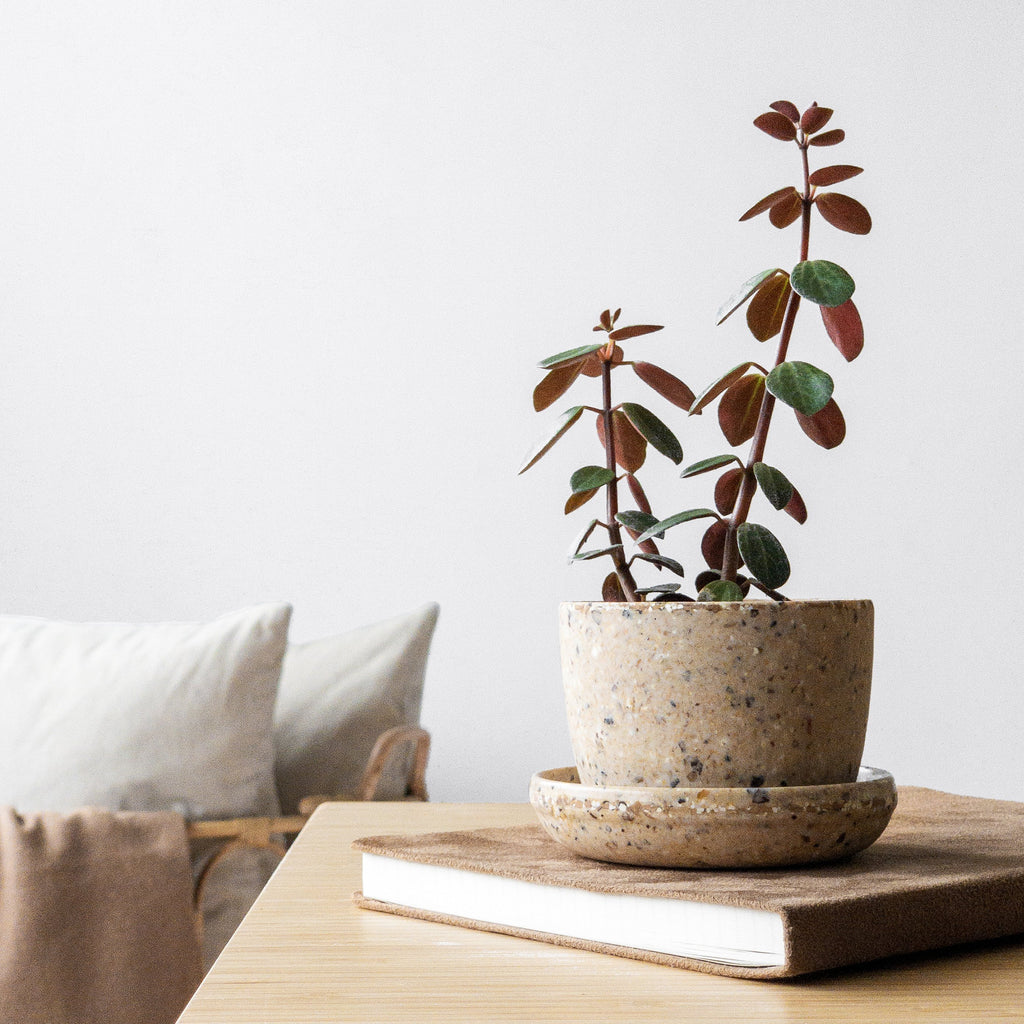 Coffee-Husk-Mini-Plant-Pot
