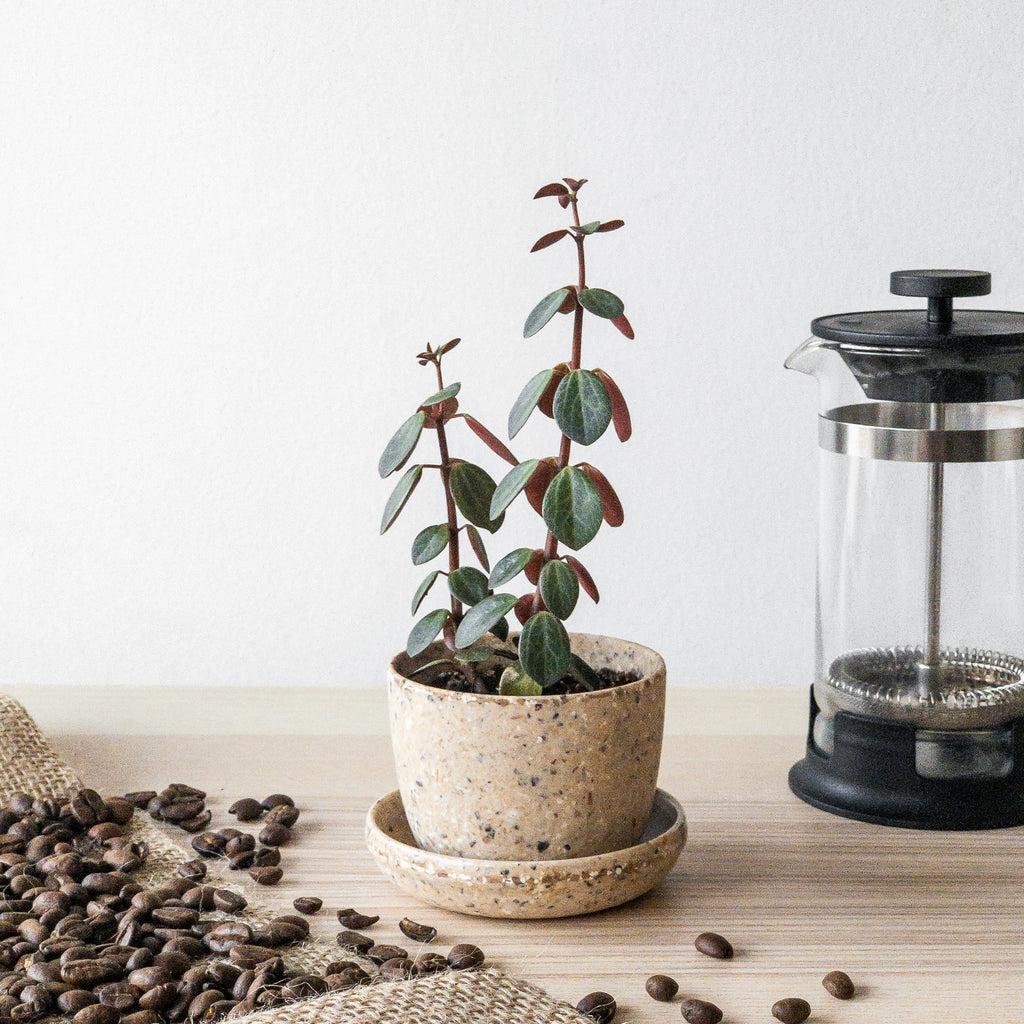 Coffee-Husk-Mini-Plant-Pot