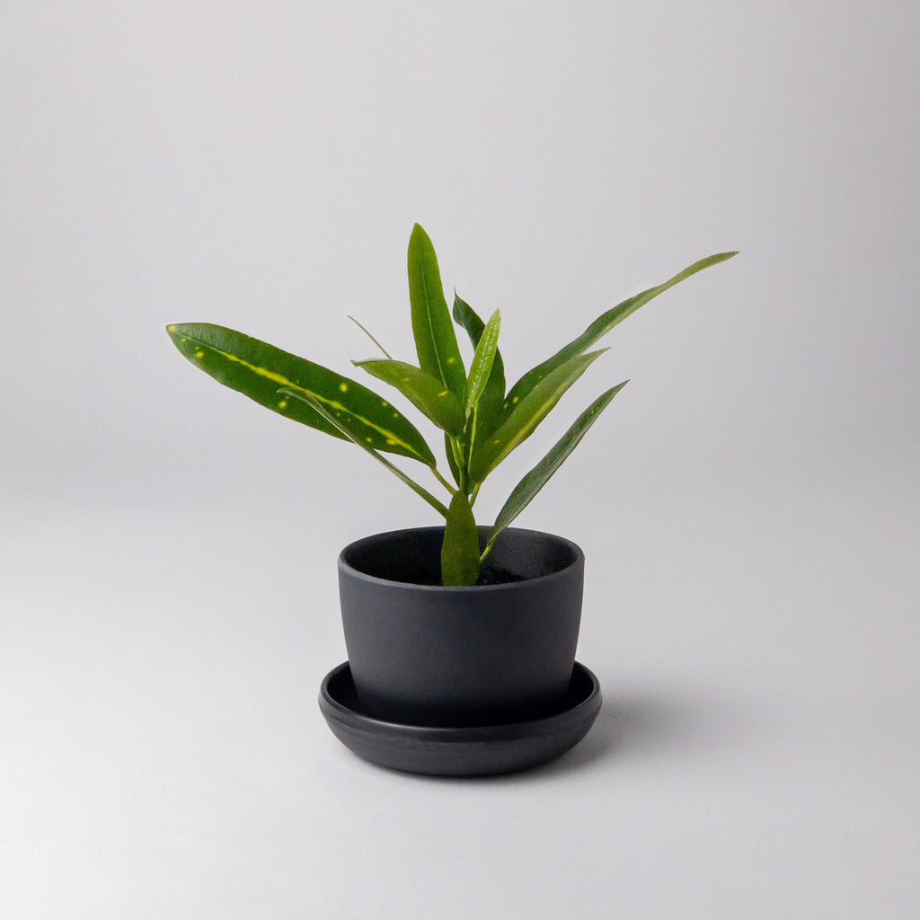 mini-planter-pot-black-plant