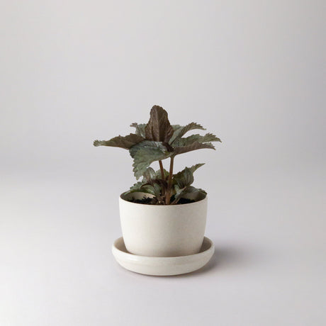 white-mini-planter-pot