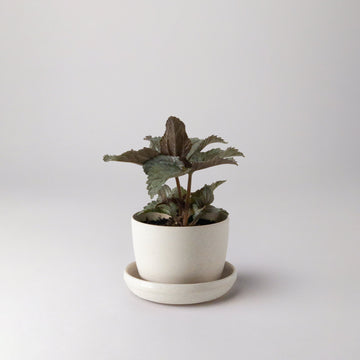 white-mini-planter-pot