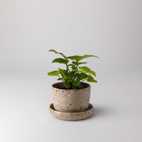 mini-planter-pot-coffee-bean-husk