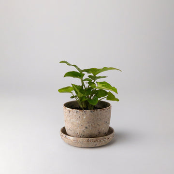 mini-planter-pot-coffee-bean-husk