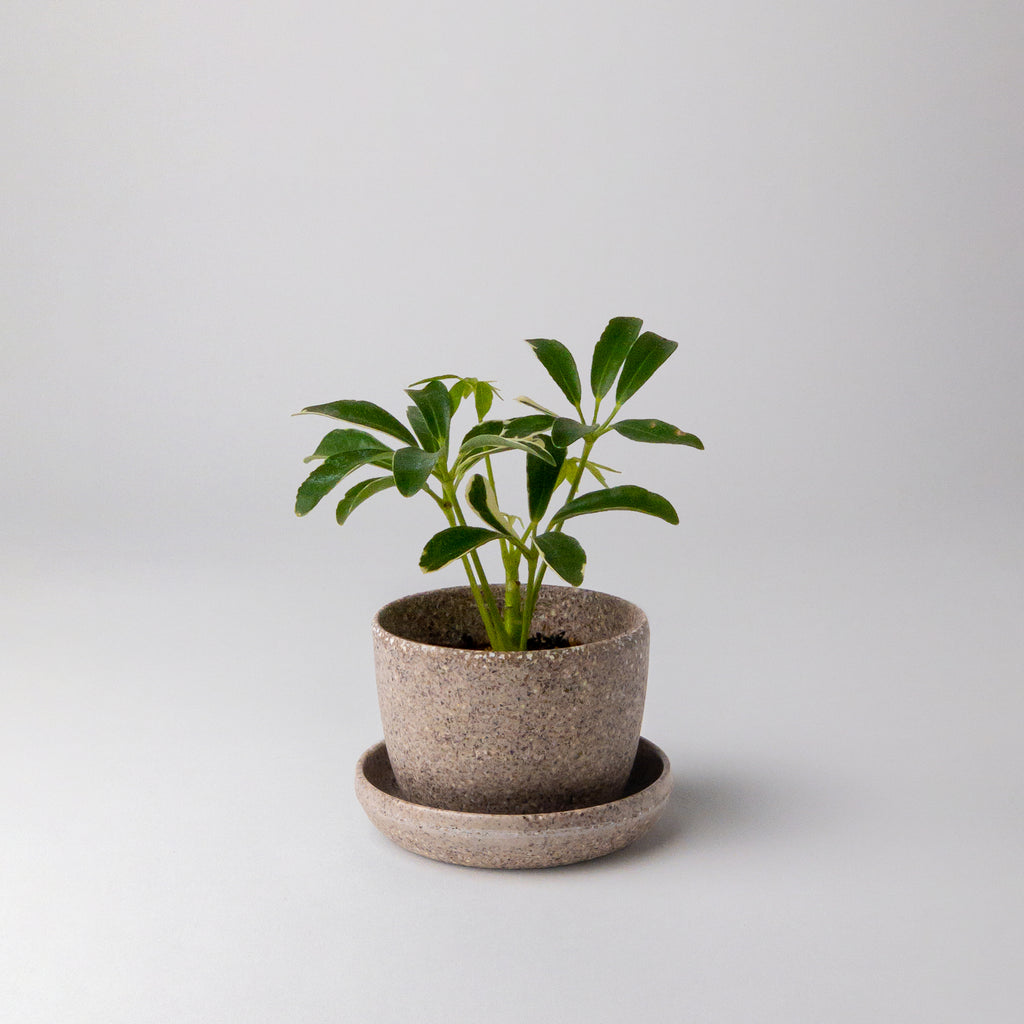 Mini-Planter-Pot-Nut-Husk-Plant