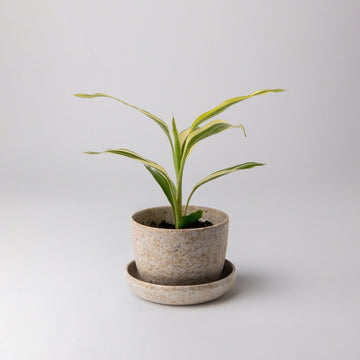 Mini-Planter-Pot-Rice-Husk-Plant