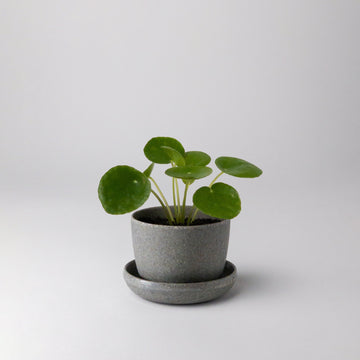 mini-pilea-planter-pot
