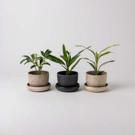 Mini-Planter-Set-Nut-Wheat-Rice-Plants