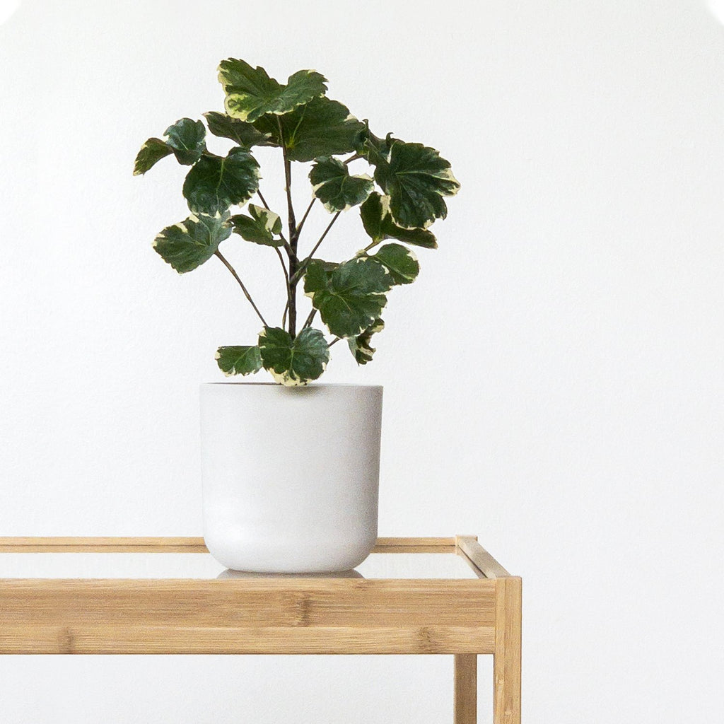 4-Inch-White-Planter-Pot-Plant