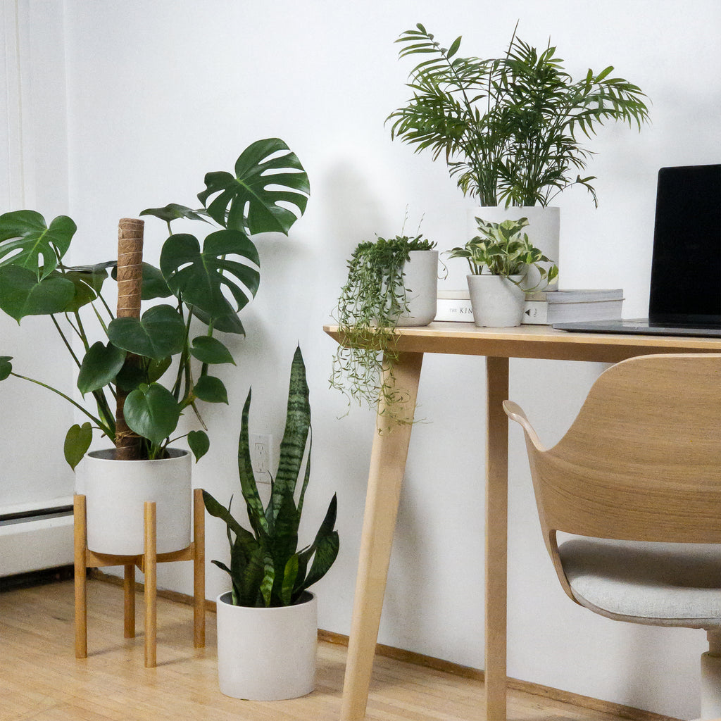 plant-decor-modern-apartment