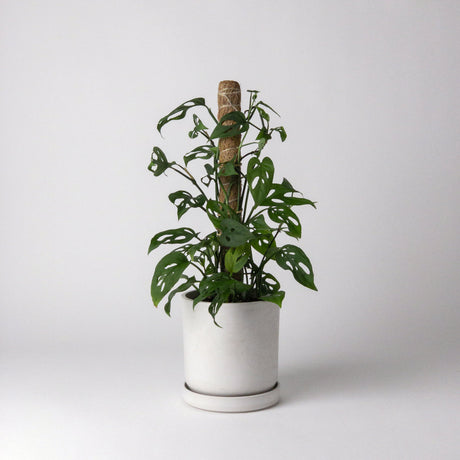 4-Inch-Monstera-Planter-Pot-Plant-Moss-Pole