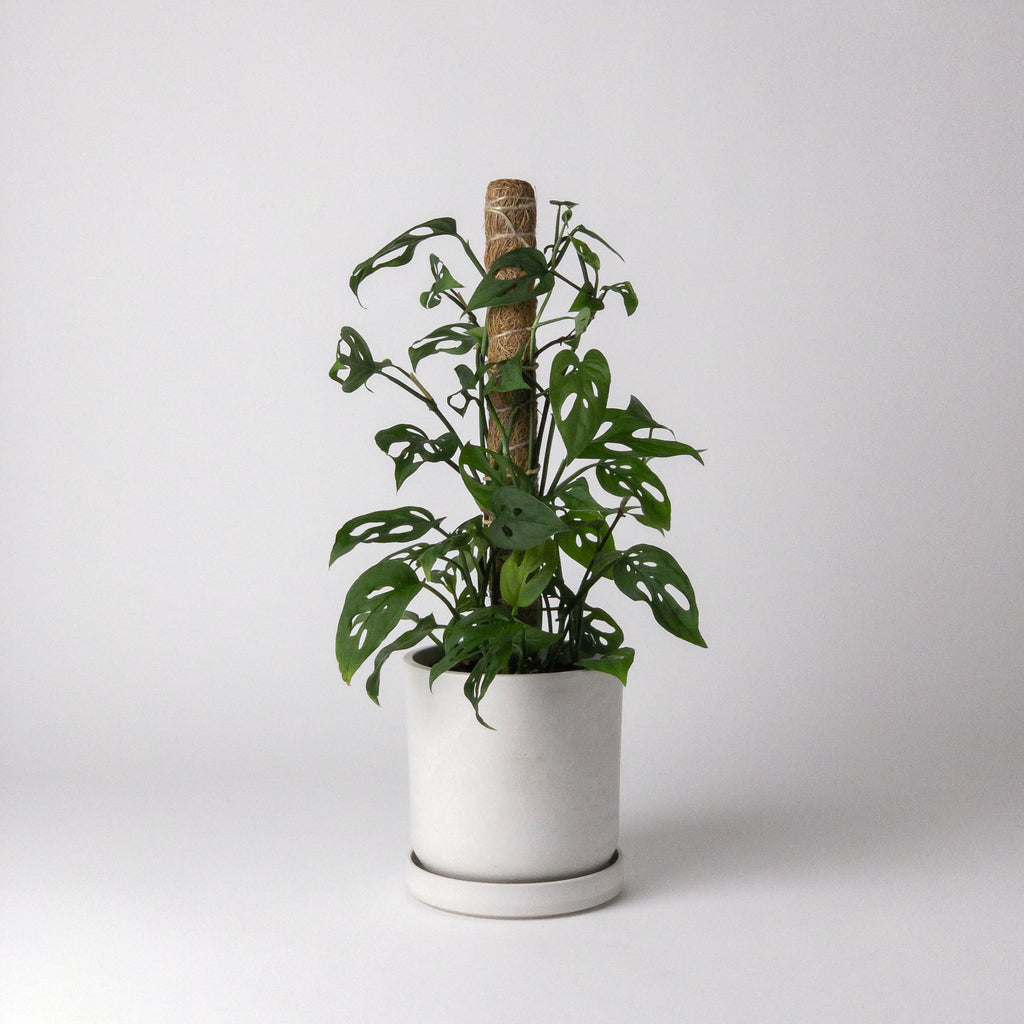 4-Inch-Monstera-Planter-Pot-Plant-Moss-Pole