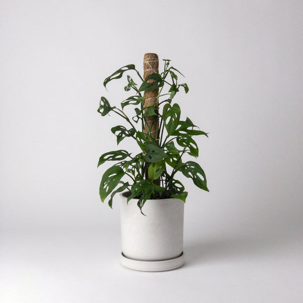 hanging pot plant pole Two Pack