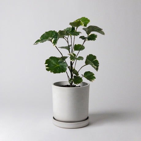 stone plant saucer Upcycled Planter