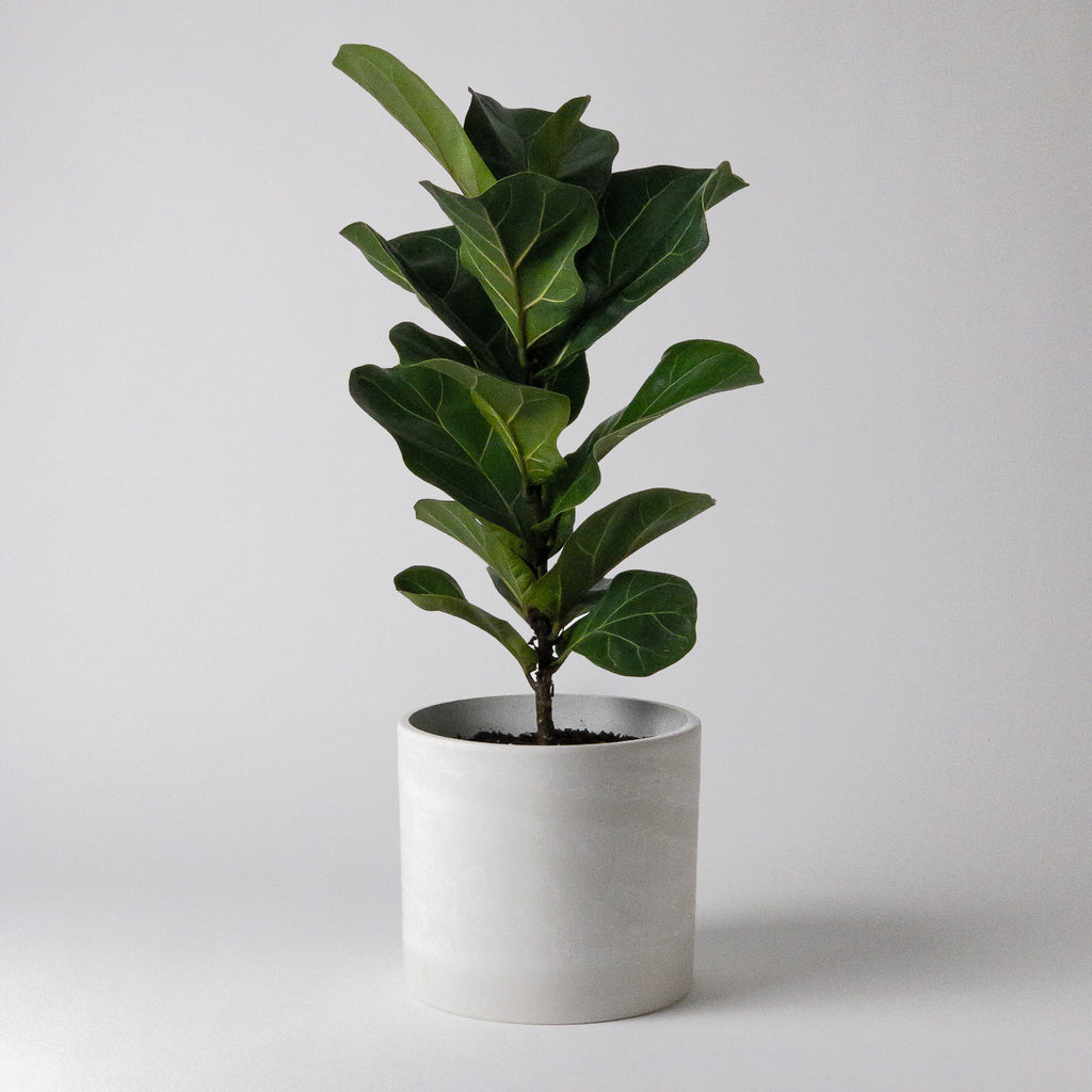 fiddle-leaf-fig-6-inch-planter-pot