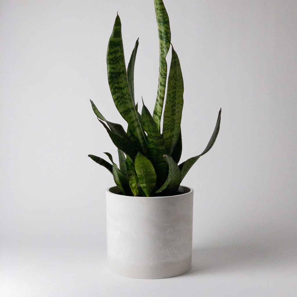 snake-plant-8-inch-planter-pot