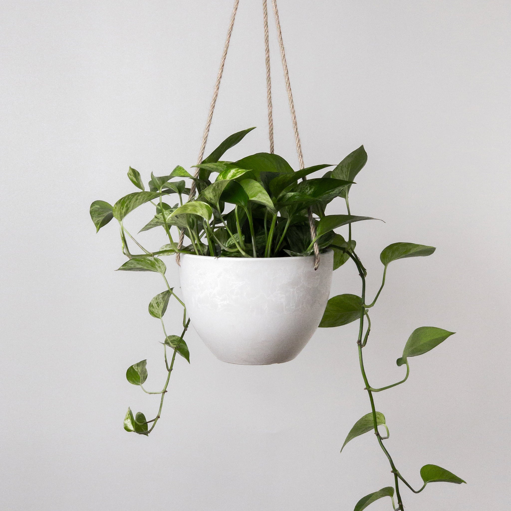 8 hanging planter 8" or 12" Signature Stone Hanging Planter with Drainage 8 inch / Beachwood