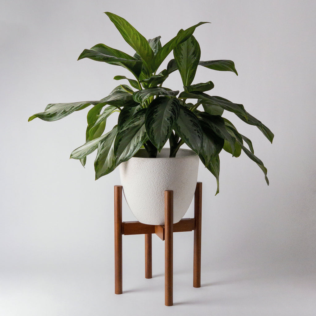 chinese-evergreen-planter-pot-stand