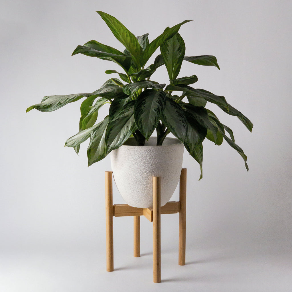 chinese-evergreen-pot-stand
