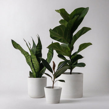 3-piece-planter-pot-set-plants