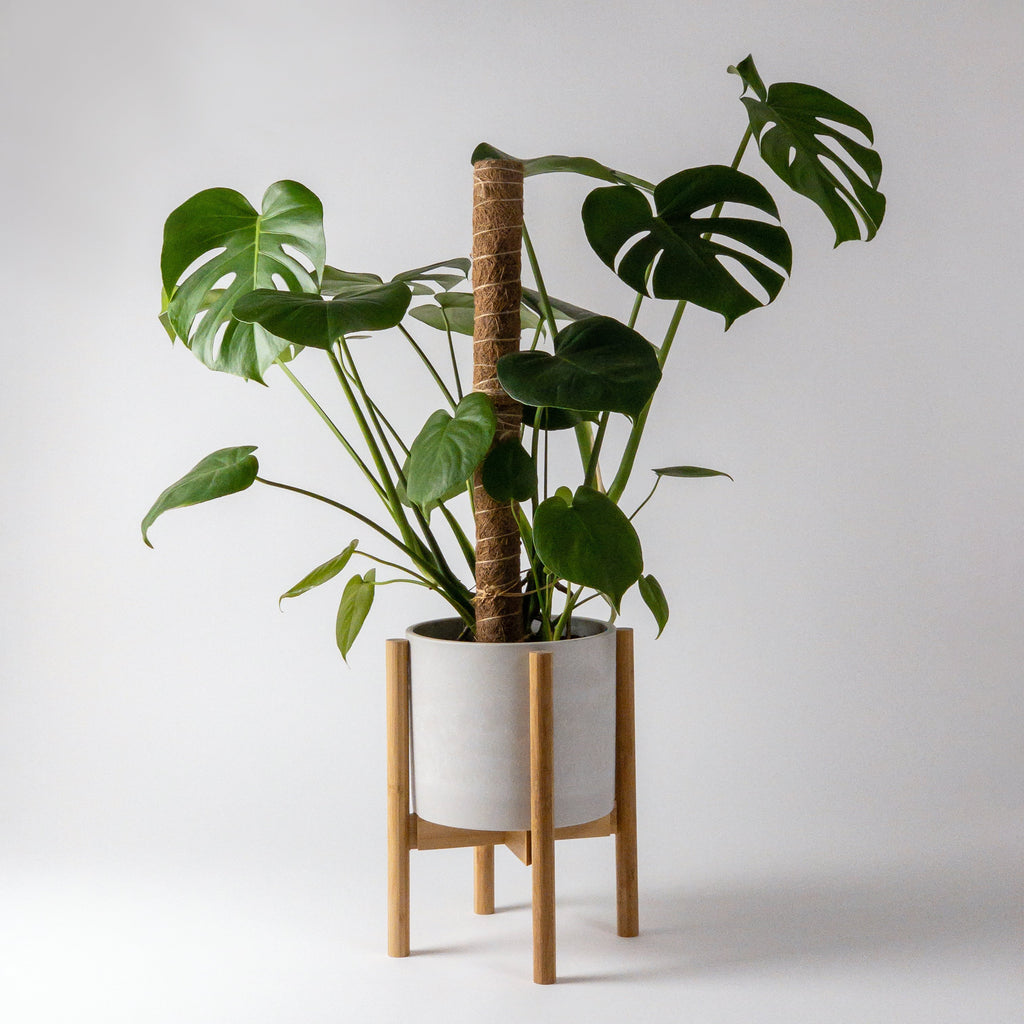 monstera-moss-pole-plant-stand